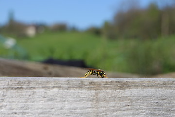 bee on the ground