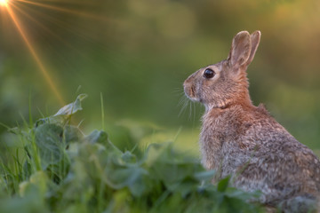 Naklejka na ściany i meble Wild rabbit in its natural habitat at sunset time
