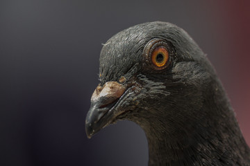 The rock dove, rock pigeon, or common pigeon (Columba livia) is a member of the bird family Columbidae (doves and pigeons).