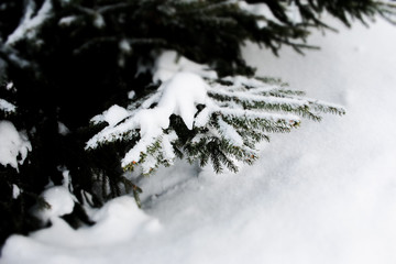 snow covered pine tree