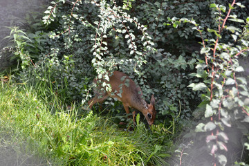 little fawn in the grass