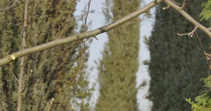 Side view of adult Caucasian man cutting dry branch of tree and leaving. Close-up portrait of gray-haired guy in eyeglasses taking care of garden outdoors. Spring, lifestyle. Cinema 4k ProRes HQ.