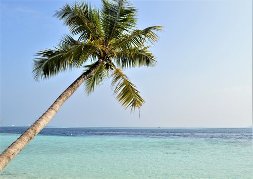 amazing view of coconut palm tree at the biyadhoo island of maldives, nice tropical beach