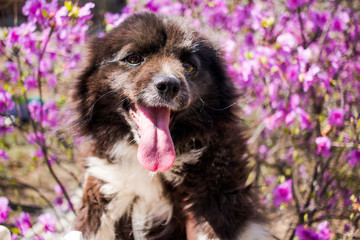 dog with flowers