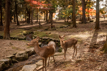 Nara deer 