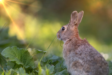 Wild rabbit in its natural habitat at sunset time