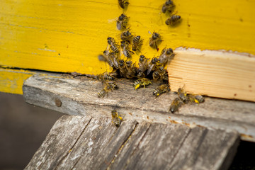 Bees on the fly of the hive. The bees return to the hive with pollen.