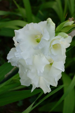 公園の花壇に咲き誇る艶やかで優美、華麗な花々