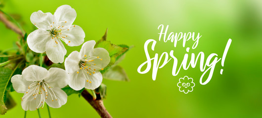 Happy Spring greeting card with blooming white cherry tree. Spring floral decoration. Spring green background concept. Beautiful blooming white cherry tree poster