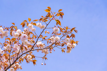 満開の美しい桜