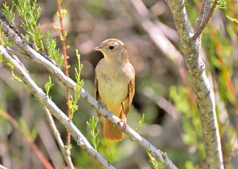 ruiseñor posado en una rama  (Luscinia megarhynchos) Marbella Andalucía España 
