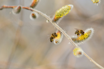 Bees in the early spring on the flowers of willows. Bees collect the first pollen after wintering.