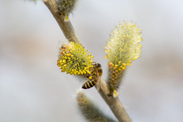 Bees in the early spring on the flowers of willows. Bees collect the first pollen after wintering.