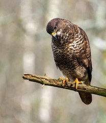 Buzzard on a branch