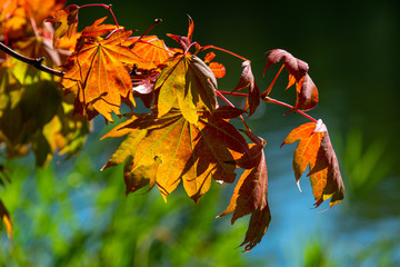 Golden maple leaves in autumn sunlight, Sapporo, Hokaido, Japan