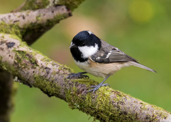 Coal Tit perched on a branch