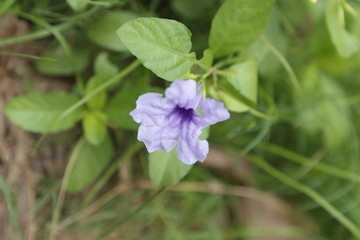 purple flowers in the garden