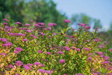 Meadow of beautiful dropwort flowers with green maybug