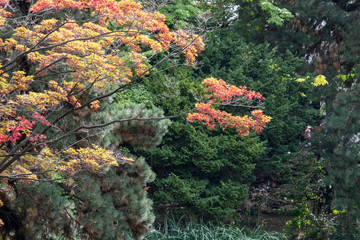 Autumn trees in Sapporo, Hokaido, Japan
