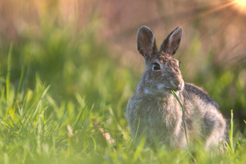 Fototapeta premium Wild rabbit in its natural habitat at sunset time