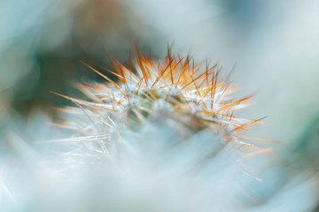Red needles of a green cactus close up (macro)