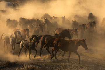 Fototapeta na wymiar horses