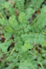 krwiściąg lekarski Sanguisorba officinalis