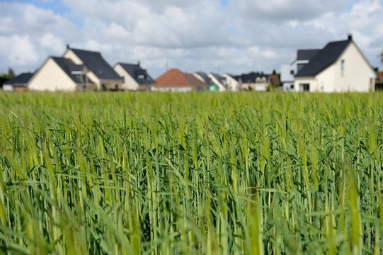Urbanisation des terres agricoles, lotissement r&eacute;cent en bordure de champ