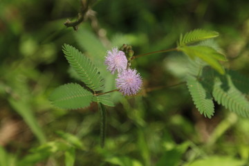 sensitive plant, sleepy plant in my garden