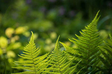 Beautiful insolated fresh verdant juicy leaves