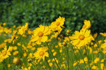 Meadow of fresh bright yellow wildflowers