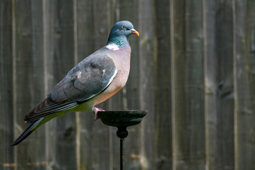 Wood pigeon perched on suet garden bird feeder