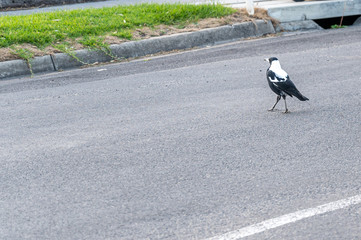 Obraz premium Australian Magpie - Gymnorhina tibicen - by the side of the road in Apollo Bay, Victoria, Australia