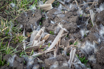 Fototapeta premium Wild birds feathers remain in grass after bird of prey strikes. Bird feathers, the remains of a bird on the ground in a field.