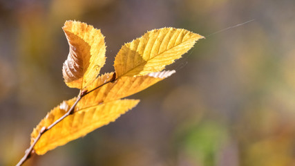 Tree branch with yellow autumn leaves in sunny weather on blurred background