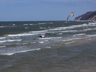 Mewy latające nad Morzem Bałtyckim w Międzyzdrojach