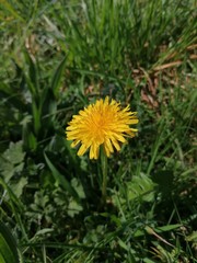 yellow dandelion flower