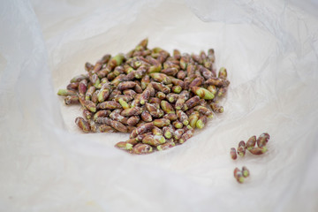 Fresh collected birch buds for herbal tea in a plastic bag.