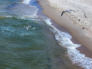 Mewy latające nad Morzem Bałtyckim w Międzyzdrojach