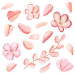 Watercolor pink flower, sakura leaf and branch. Isolated elements. Illustration for textile, restourants, flower shops.