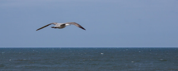 Fototapeta na wymiar Mewa nad Morzem Bałtyckim