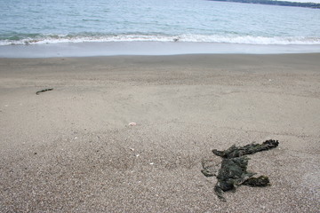 海岸に流れついたわかめ