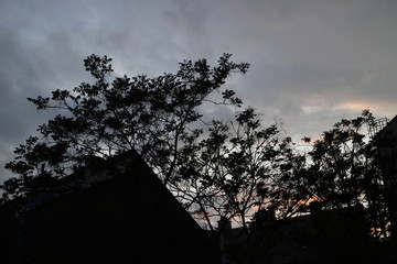 sunset in the forest