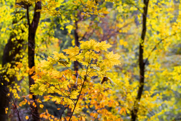 Autumn forest with yellow leaves in bright sunlight