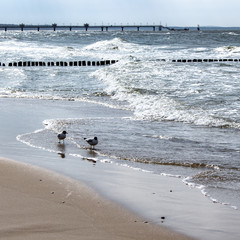 Mewy i falochrony nad Morzem Bałtyckim w Międzyzdrojach