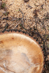 stump of tree felled, section of the trunk with annual rings