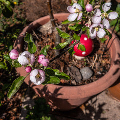 Die Apfelblüte in ihrer Pracht am Baum und im Pflanzgefäß