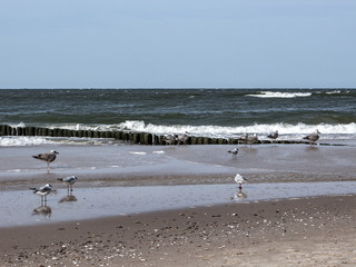 Mewy i falochron nad Morzem Bałtyckim w Międzyzdrojach
