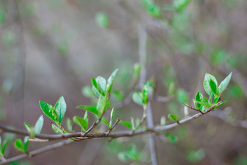 The new leaves from the buds on the trees in spring
