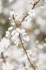 white cherry flowers on the trees in spring